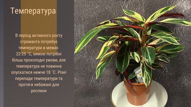Як доглядати за стромантою? Всі секрети в одному відео!