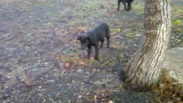 Саранск . севастопольская 62 64 бездомные щенки смотреть онлайн