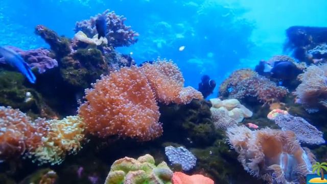 Релакс. Таинственная и загадочная жизнь обитателей морей и океанов. Рыбы 2 смотреть онлайн