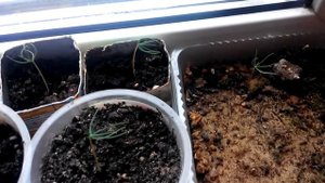 Сеянцы ели голубой 2 месяца спустя после пикировки