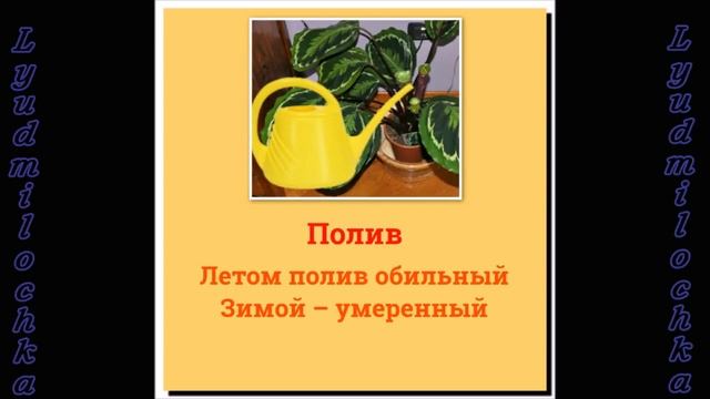 Калатея. Уход в домашних условиях смотреть онлайн