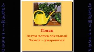 Калатея. Уход в домашних условиях