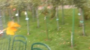 Выставка роз в Вене. Volksgarten. Фольксгартен. October 12.