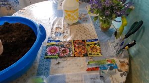 Посев газании на рассаду в 2020году.