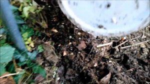 ПИОНЫ.ПОДГОТОВКА К ЗИМЕ-ОБРЕЗКА,ПОДКОРМКА и итд.