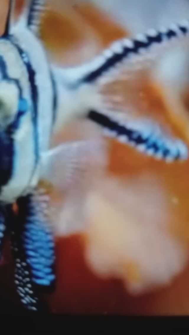 Морские рыбки и морская звезда.