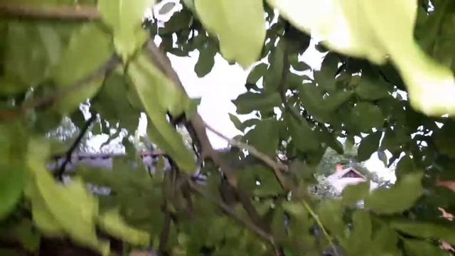 Большая проблема с Индюками/Где ночуют Индюшата/Индюки хозяйство Хитрук Елена