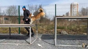 Дрессировка Корги королевская тренировка