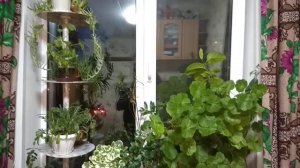 Как красиво поставить на окне цветы