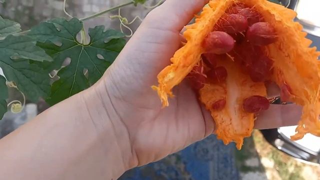 Момордика. Бешеный огурец. Индийский огурец. Momordica raised on the balcony смотреть онлайн
