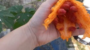 Момордика. Бешеный огурец. Индийский огурец. Momordica raised on the balcony