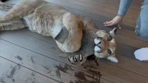 Кот и валерьянка по пумовски. Месси сходит с ума от валенка