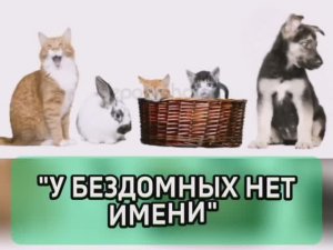 У БЕЗДОМНЫХ НЕТ ИМЕНИ \ Всемирный день защиты бездомных животных