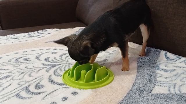 Обратный чих у собак породы чихуахуа. Как помочь собаке при приступе? смотреть онлайн