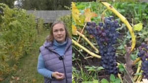 Не вызрела или плохо вызрела лоза винограда. Как помочь