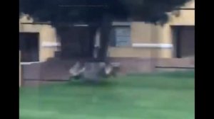 Кабан просто бежит на помощь Тимону в реальной жизни