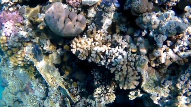 Под водой! Красное море, Египет, Шарм Эль Шейх