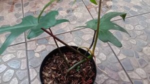 PHILODENDRON FLORIDA GHOST