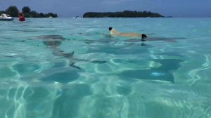 Рифовые акулы.