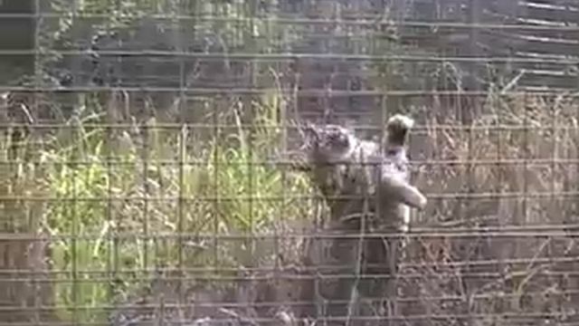 BIG CAT / LITTLE CAT (Producers cut)
