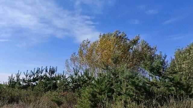 14 октября - Покров Пресвятой Богородицы. Что можно и нельзя делать. Нардные приметы и традиции.