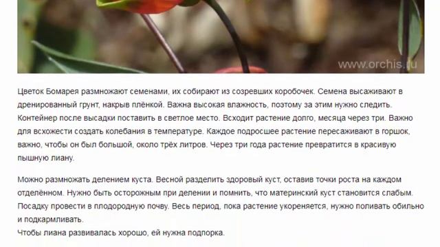 Бомарея Красивые растения для дома и сада смотреть онлайн