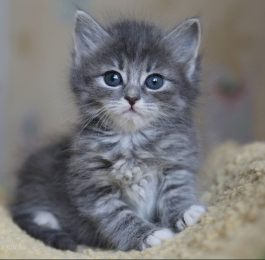 Шотландские Котята🐈👶