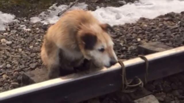 Хозяин привязал собаку к рельсам и ушел. А на встречу ехал со всей скорости поезд смотреть онлайн