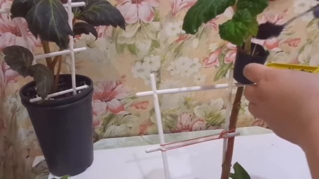 Как укоренить черенок клубневой бегонии? Необычный способ. смотреть онлайн