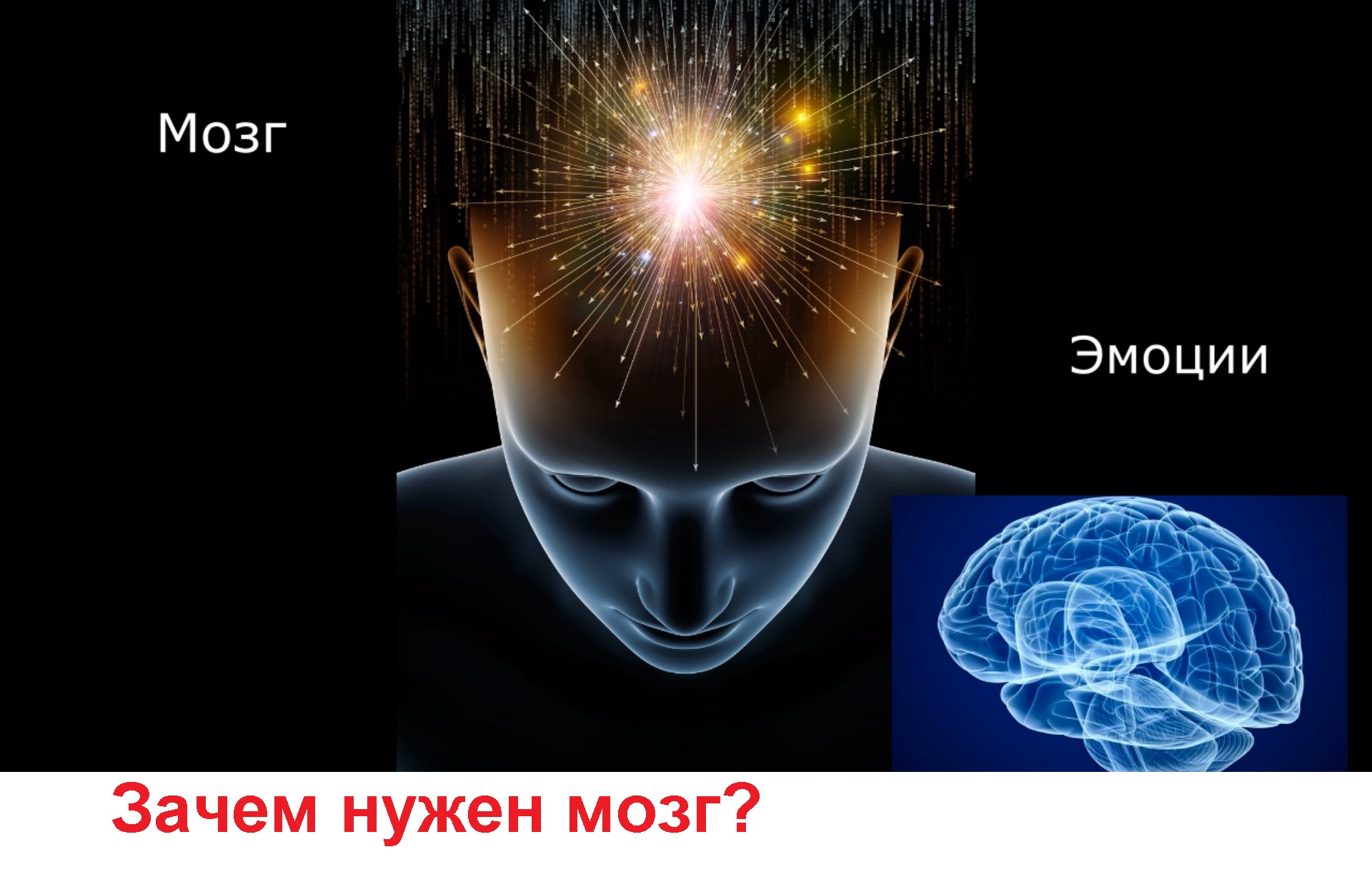 Мозгу нужно время. Зачем человеку мозг. Для чего нужен мозг человеку. Отключение ума. Нейропедагогика.