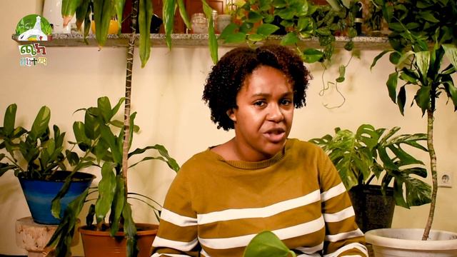 የቤት ውስጥ ተክሎችን ውሀ ውስጥ ማሳደግ  Growing Houseplants in Water