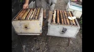 ответы на вопросы - сколько подставлять рамок при расширении пчелиной семьи