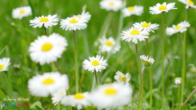 Все ваши заботы исчезнут, если вы послушаете эту музыку🌿 Расслабляющая музыка успокаивает нервы