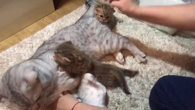 Самые красивые котята!????