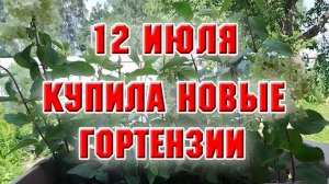 12 июля. Купила новые гортензии