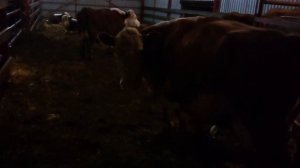 ПОДСОСНОЕ СОДЕРЖАНИЕ ТЕЛЯТ - Основа мясного скотоводства. #дикфарм #dikfarm 5.02.20 г.