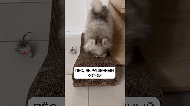 #помски #хаски #cute #минихаски #шпиц #щенок #baby #pomsky #pomskypuppy #smalldog #собака #кот