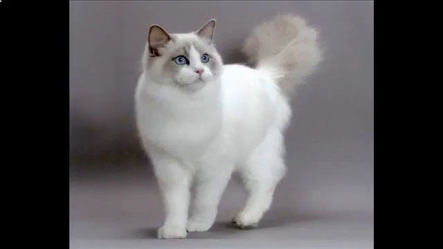 Веселые Котята Смотри!1