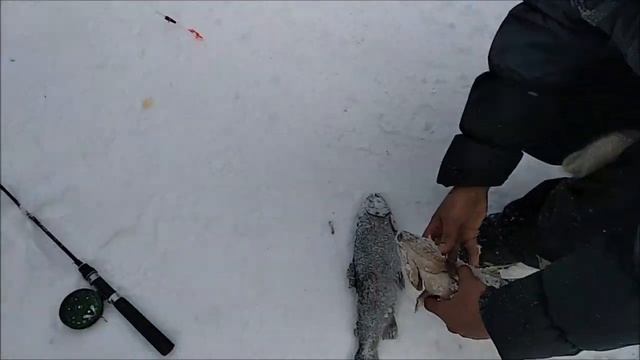 Форель клюёт и на железо, и на резину, ну и конечно на пасту и малька. Клёвое место, Лосиный остров смотреть онлайн