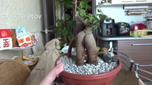 Комнатные цветы/растения. Делаю бонсай из фикуса микрокарпа.