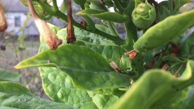 Табачная плантация. Обзор сорта Prilep. смотреть онлайн