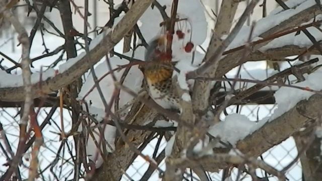 Птичий пир /Снегири и Дрозды/ Птицы зимой/
