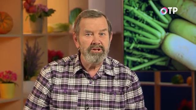 Дайкон — интересный и полезный смотреть онлайн