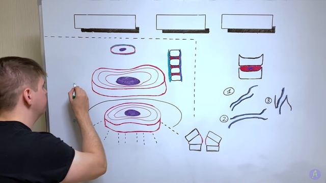 Межпозвонковые диски / Суставы и связки позвоночного столба / Соединения позвонков / Неврология
