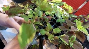 Колеусы.  Черенкую свои новинки вегетативных колеусов.