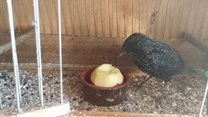 Лакомство для домашнего скворца