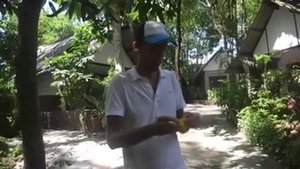 Когда в разгаре сезон манго