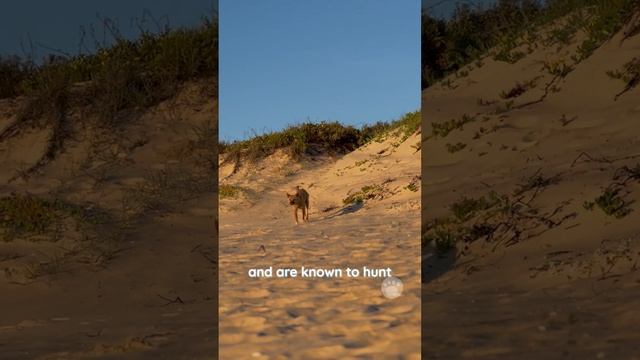 Dingo a type of wild dog that is native to Australia #dingo #wilddog #dogs