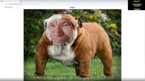 Тайная жизнь домашних животных 2