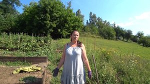 СКОЛЬКО МЫ СОБРАЛИ КАРТОШКИ С ОДНОГО ПОСАЖЕННОГО ВЕДРА